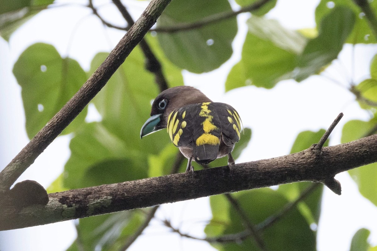 Banded Broadbill - ML635592403