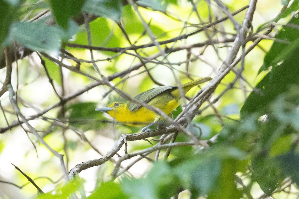 Green Iora - ML635592409