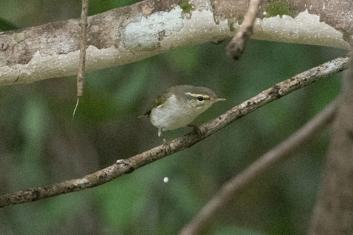 Arctic/Kamchatka Leaf Warbler - ML635592418