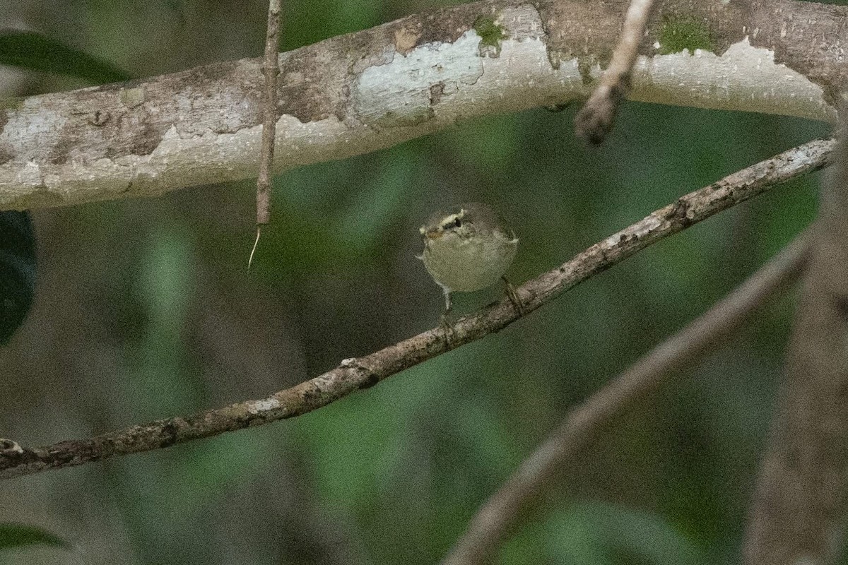 Arctic/Kamchatka Leaf Warbler - ML635592419