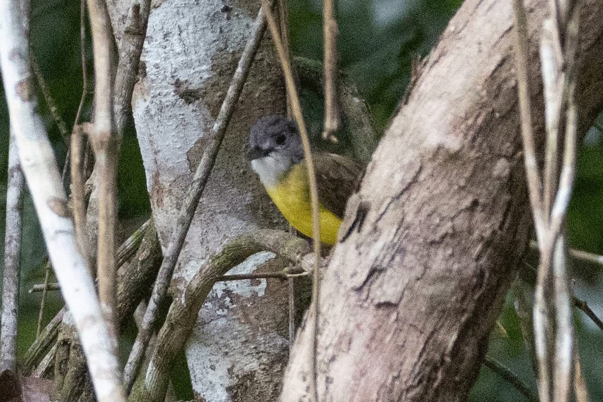 Yellow-bellied Bulbul - ML635592424
