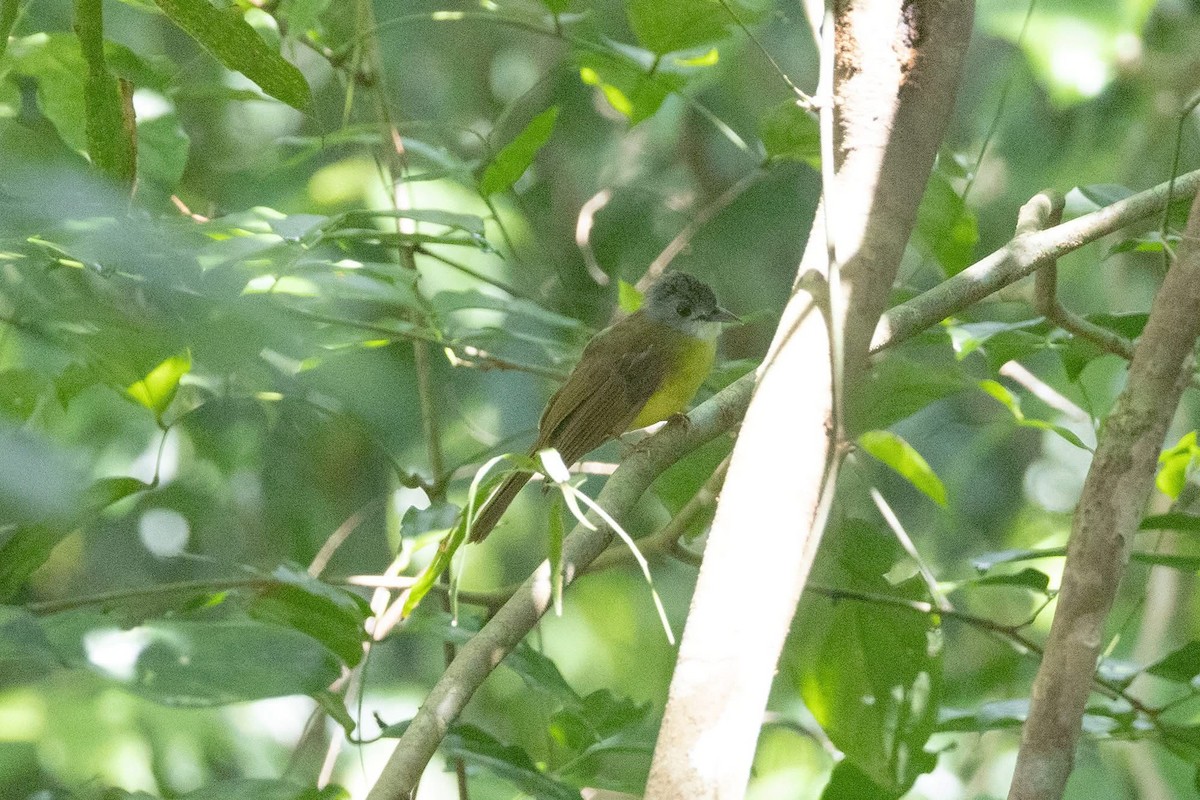 Yellow-bellied Bulbul - ML635592425