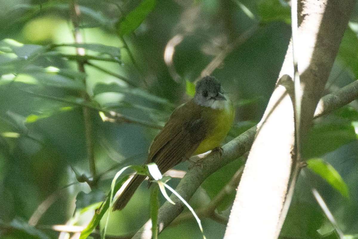 Yellow-bellied Bulbul - ML635592426