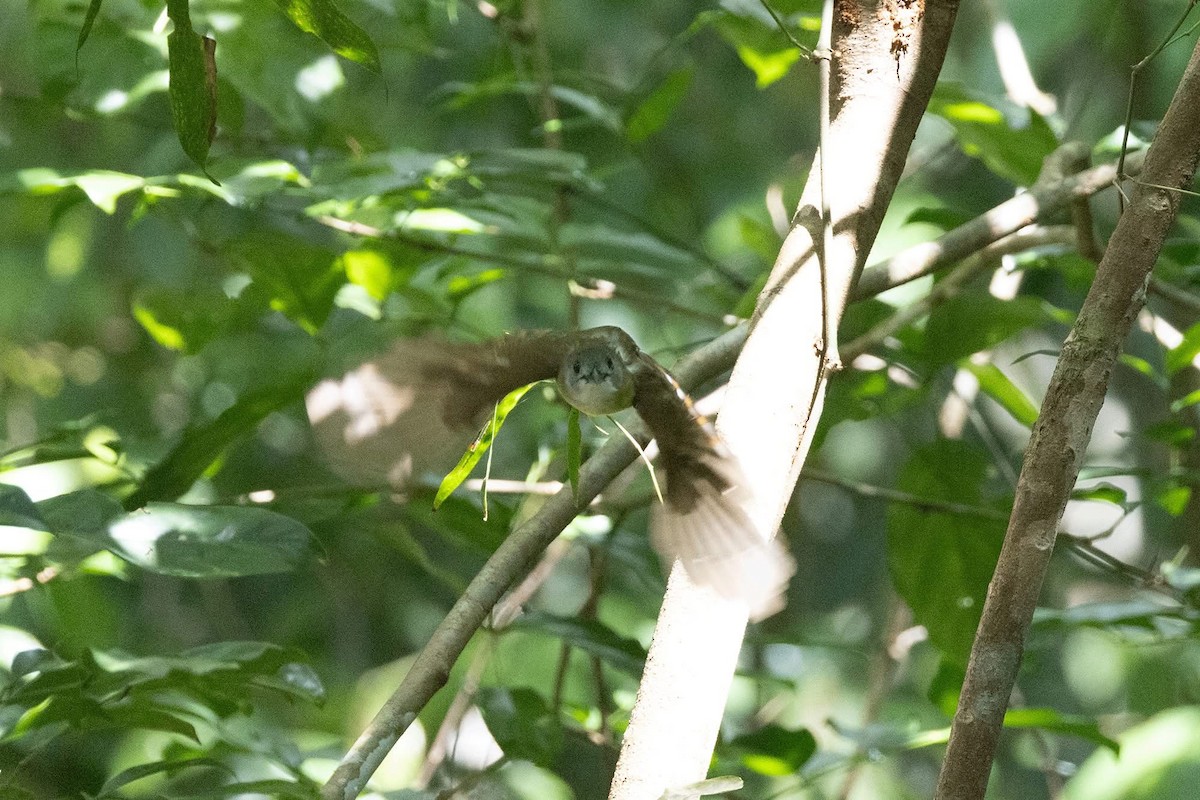 Yellow-bellied Bulbul - ML635592427