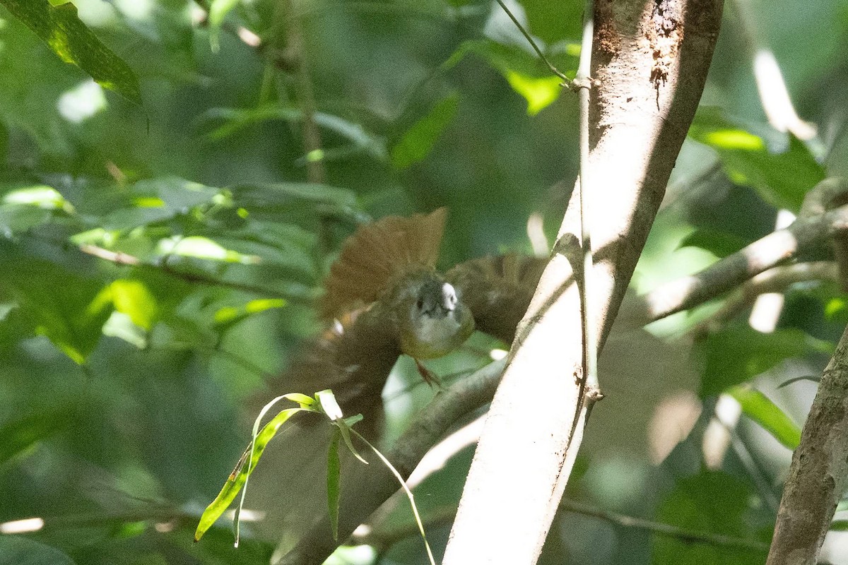 Yellow-bellied Bulbul - ML635592428