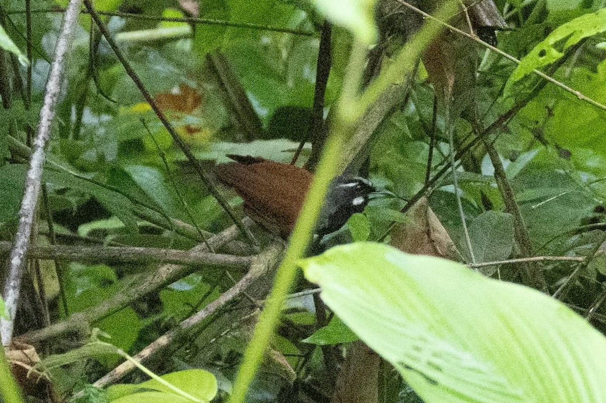 Black-throated Babbler - ML635592434