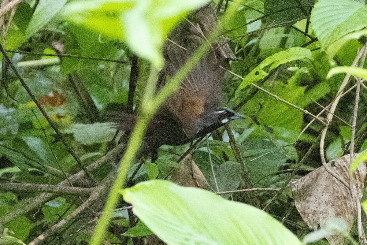 Black-throated Babbler - ML635592435