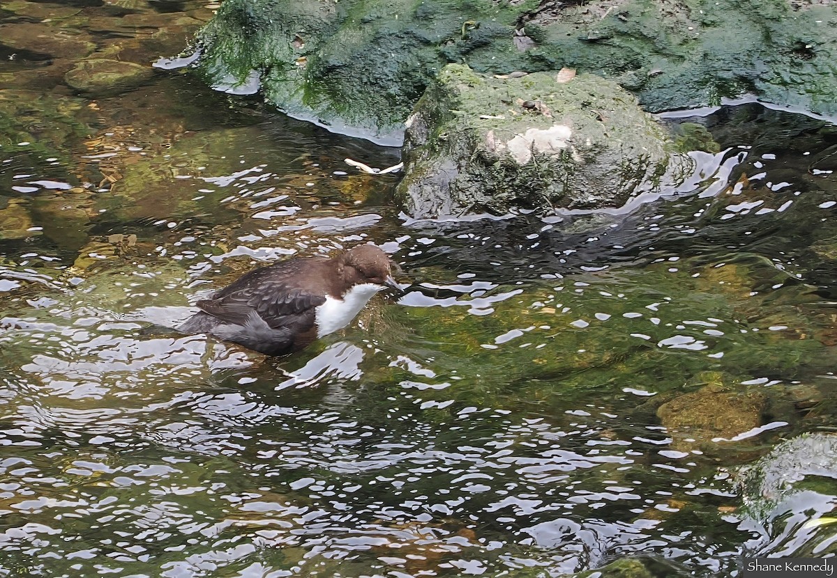 White-throated Dipper - ML635592463