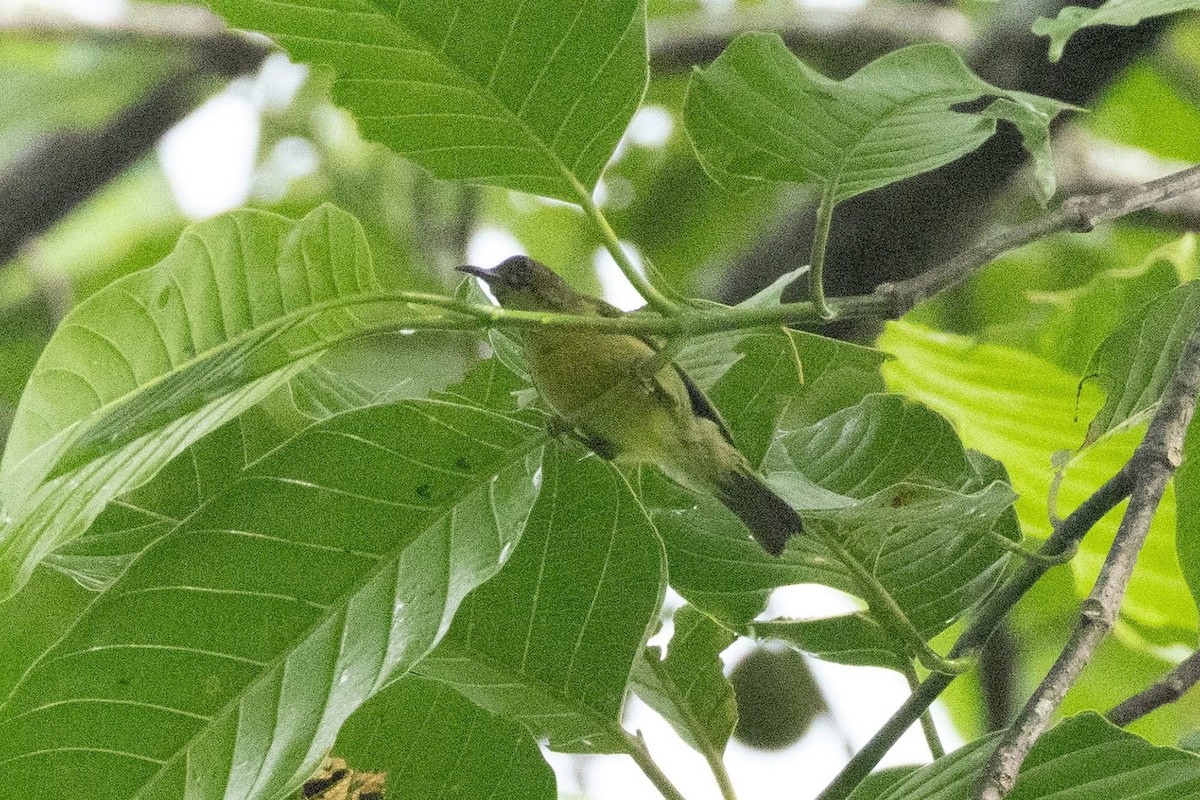 Brown-throated Sunbird - ML635592465