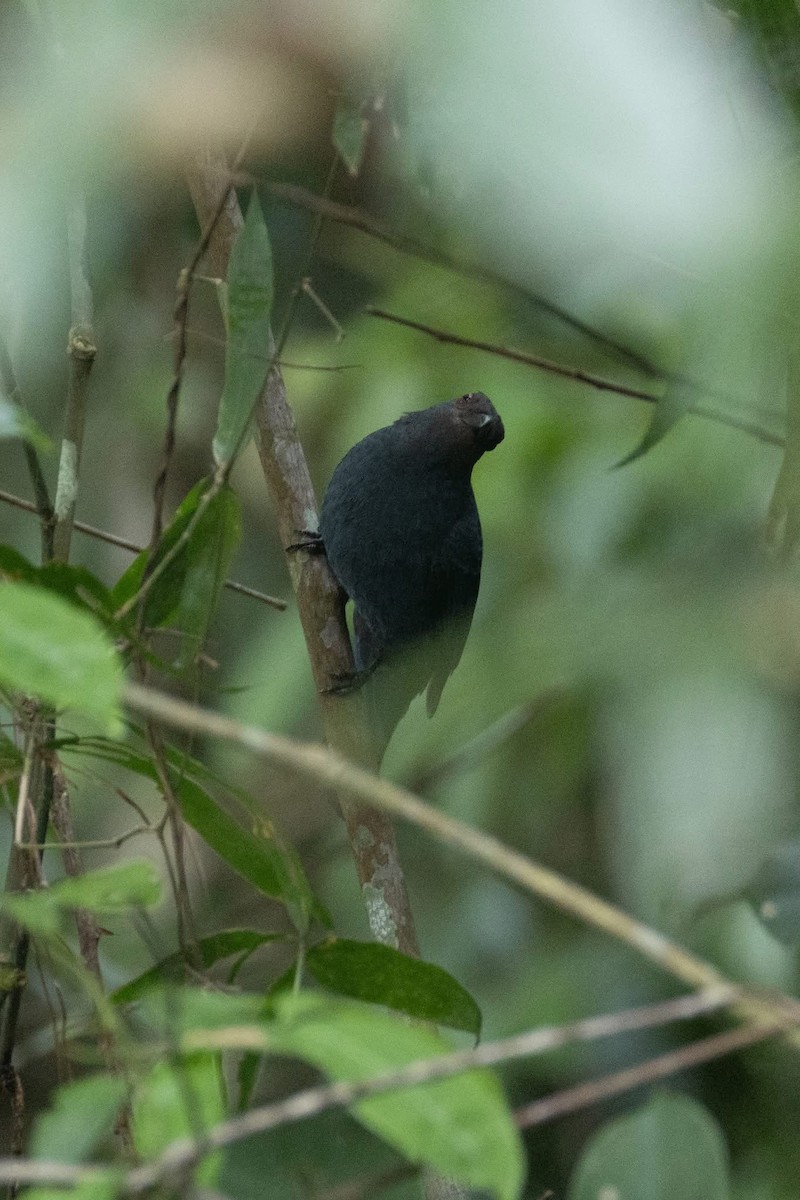 Asian Fairy-bluebird - ML635592468
