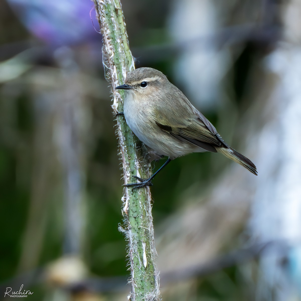 Common Chiffchaff - ML635592469