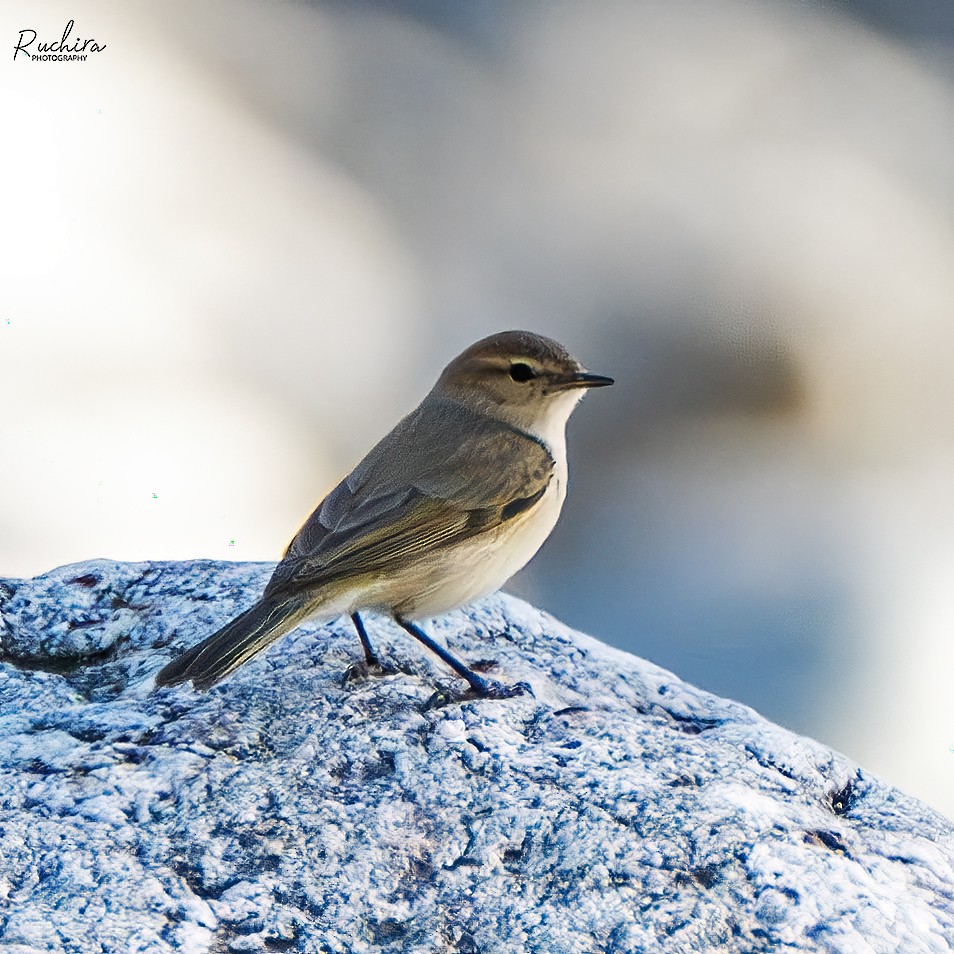 Common Chiffchaff - ML635592471