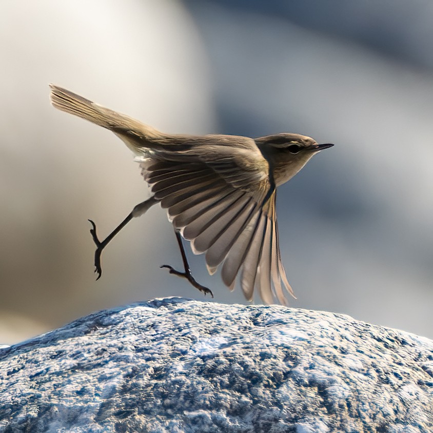 Common Chiffchaff - ML635592473