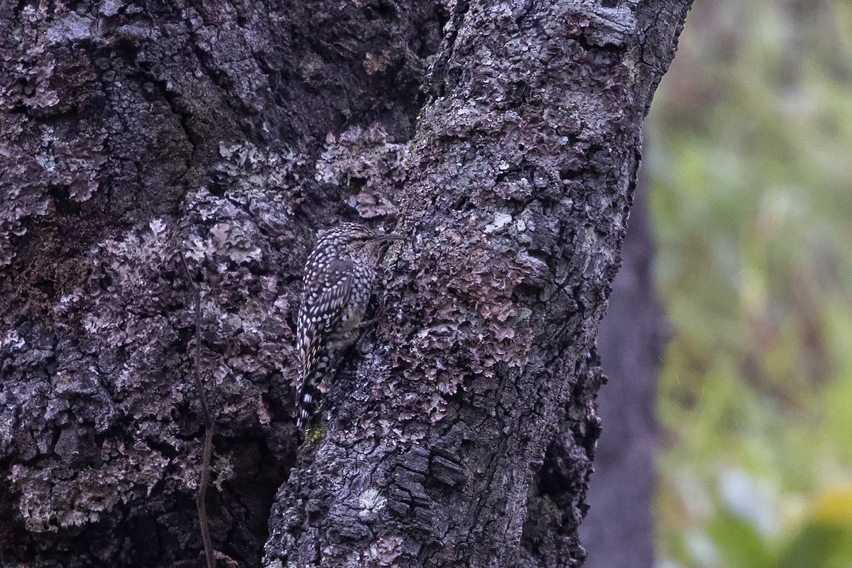 African Spotted Creeper - ML635592494