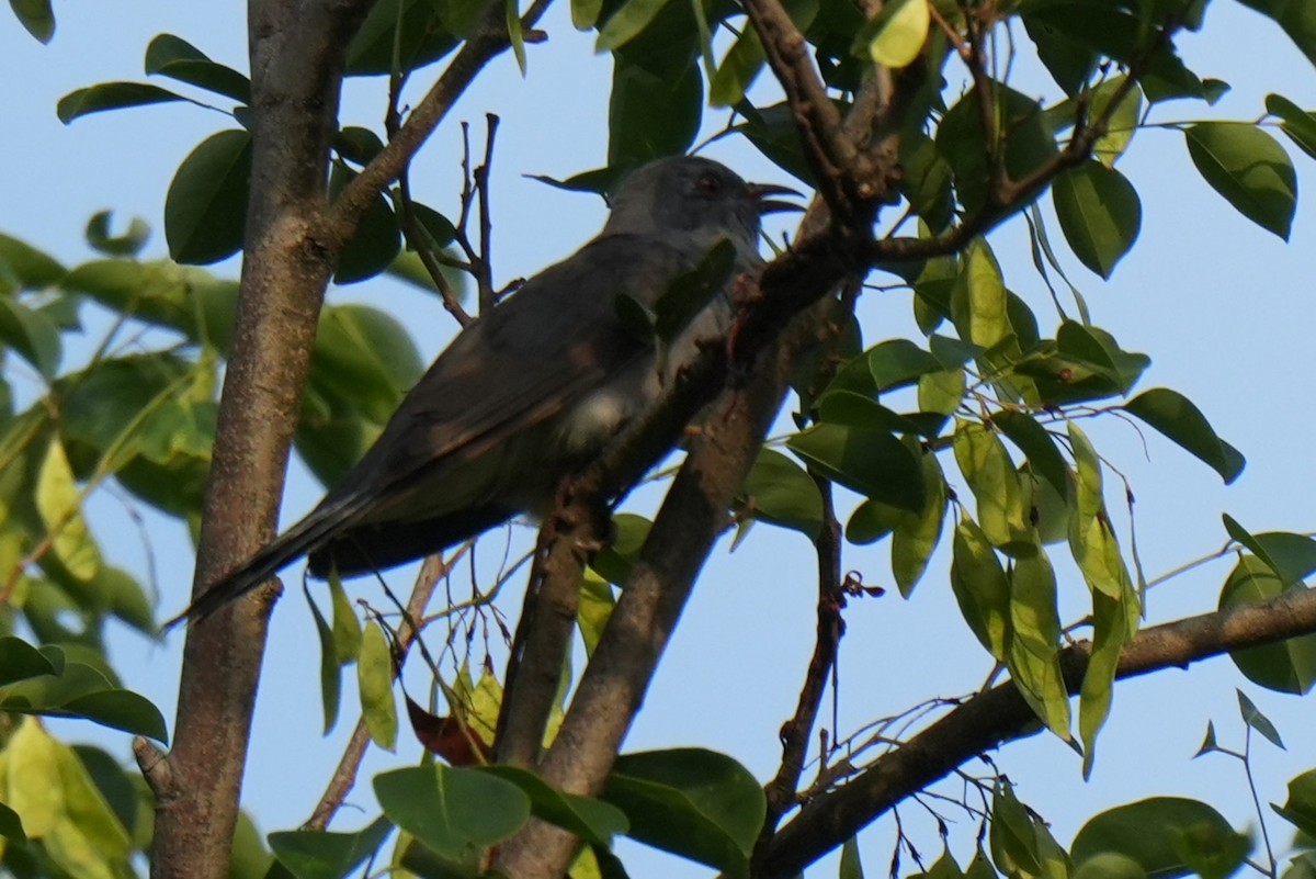 Gray-bellied Cuckoo - ML635592534