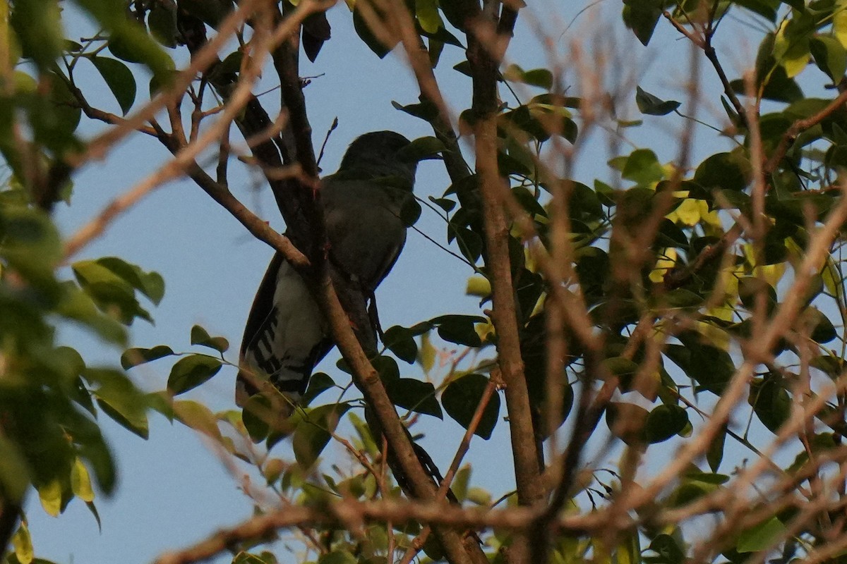 Gray-bellied Cuckoo - ML635592535
