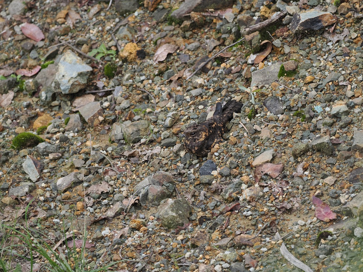 Montane Nightjar (Abyssinian) - ML635592551