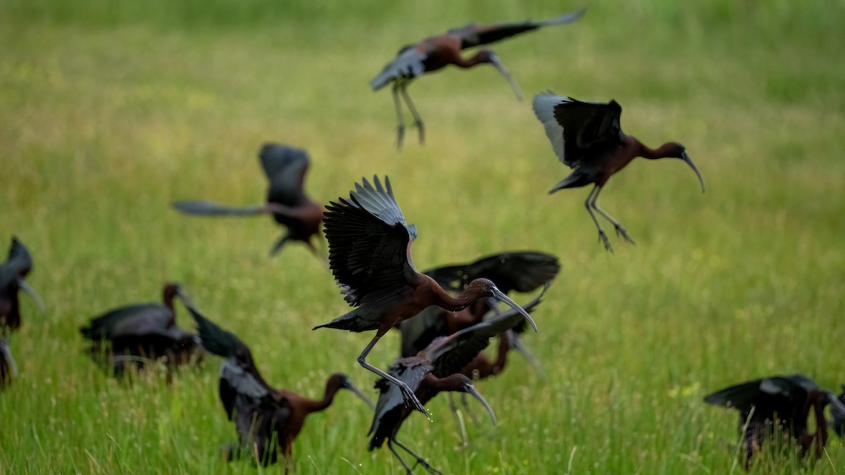 Glossy Ibis - ML635592571