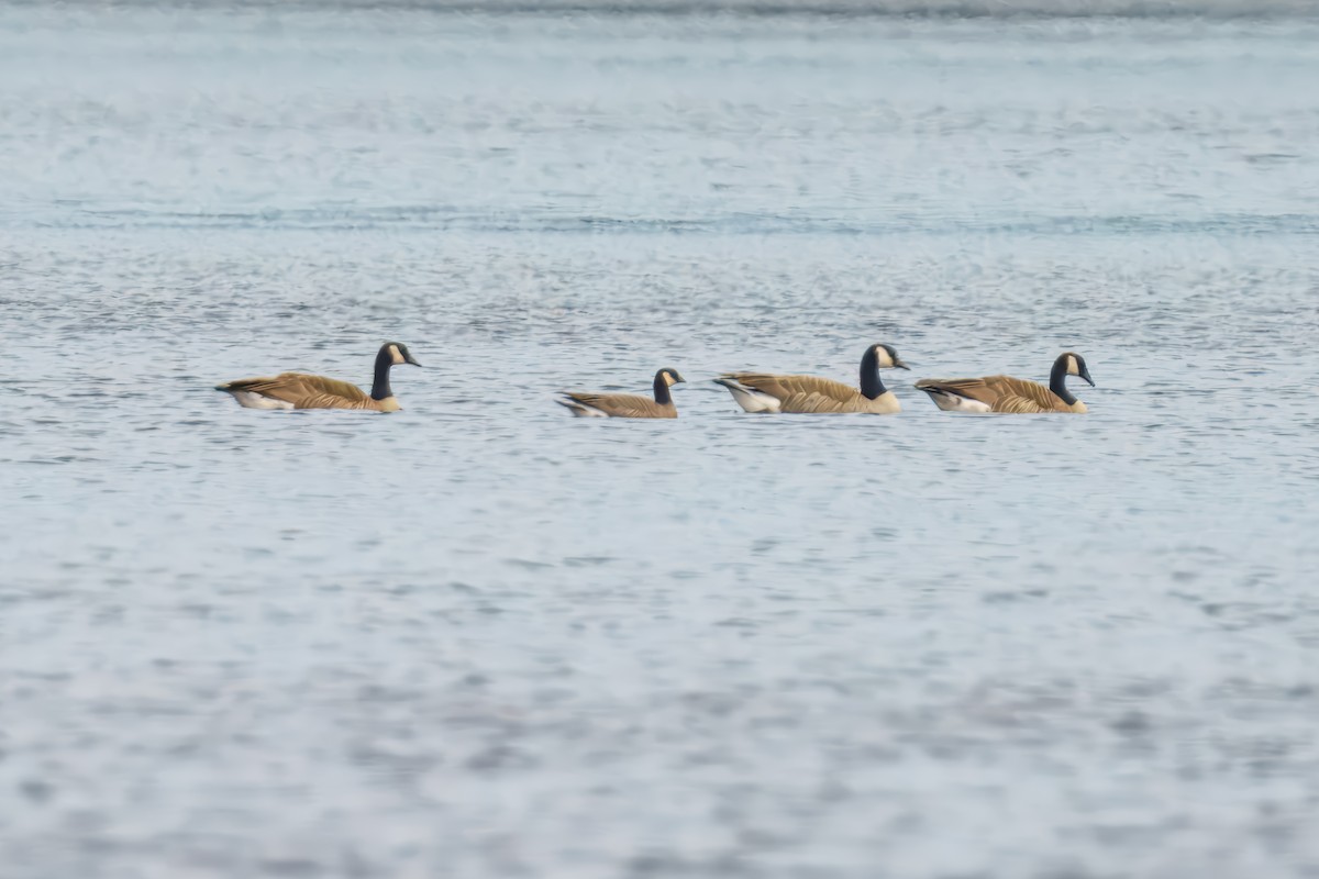 Cackling Goose (minima) - ML635592578