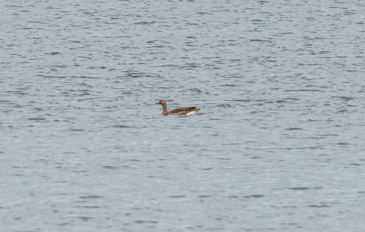 Greater White-fronted Goose - ML635592581