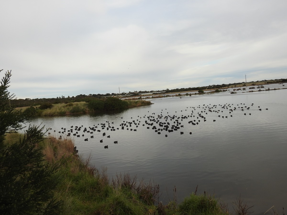 Eurasian Coot - ML63559261