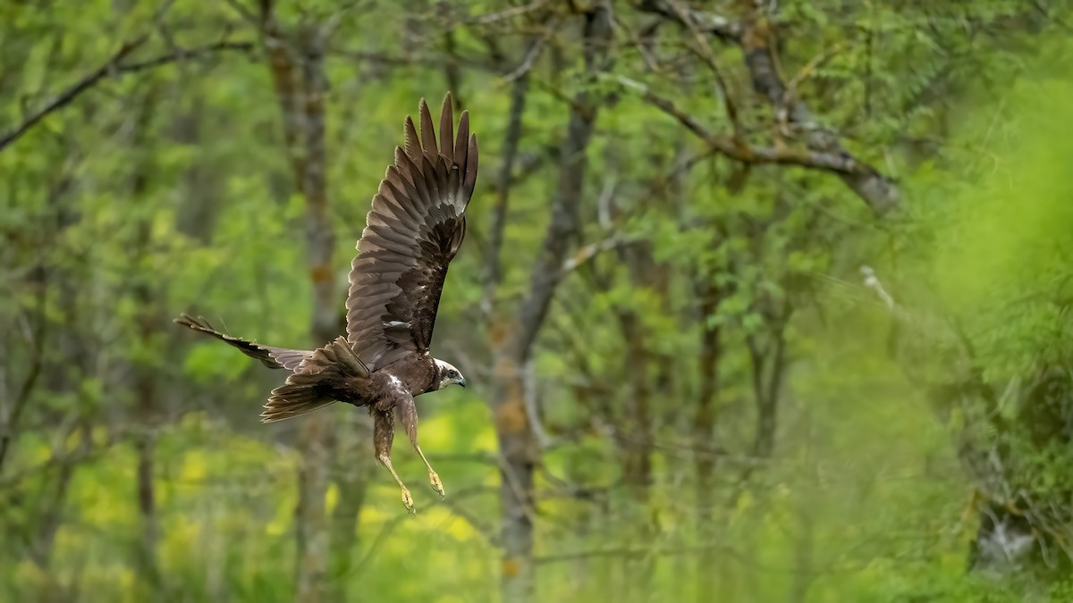 Western Marsh Harrier - ML635592643