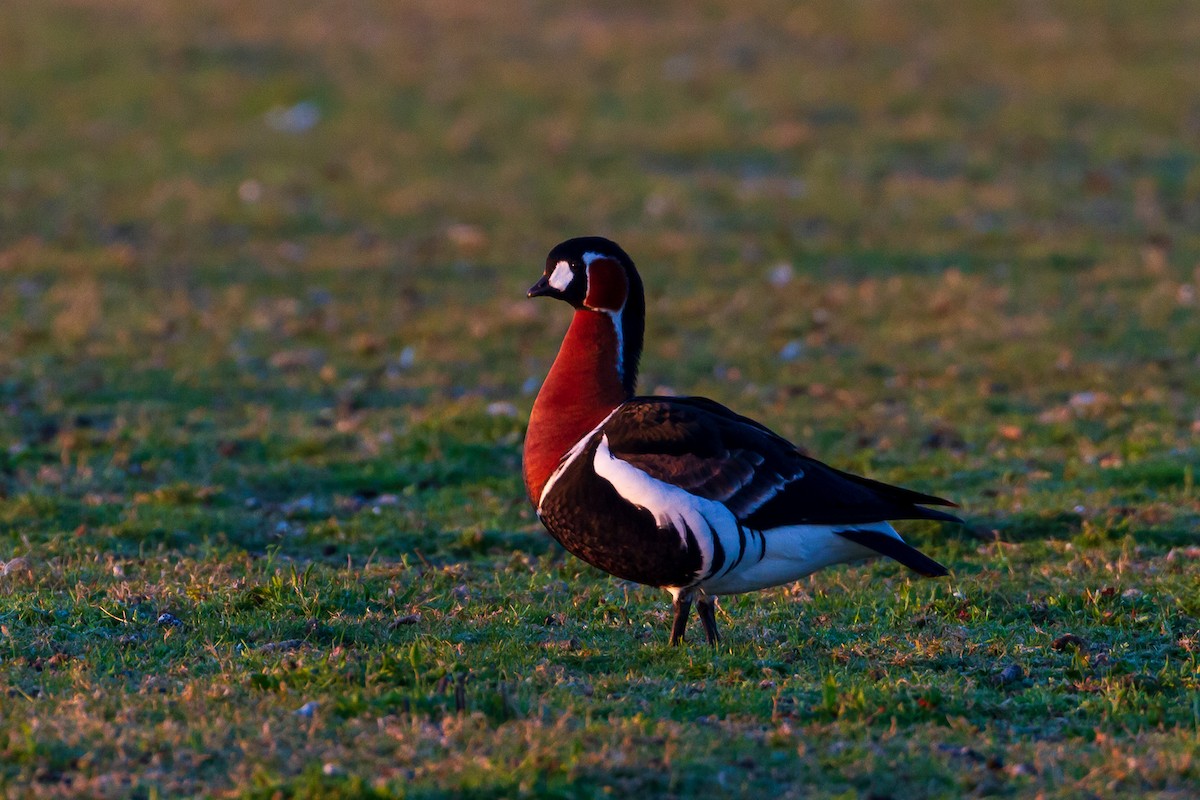 Red-breasted Goose - ML635592648
