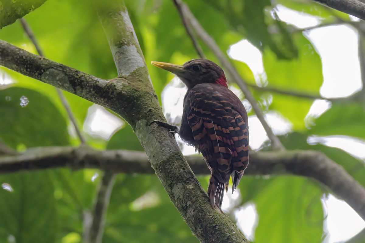 Bay Woodpecker - ML635592656