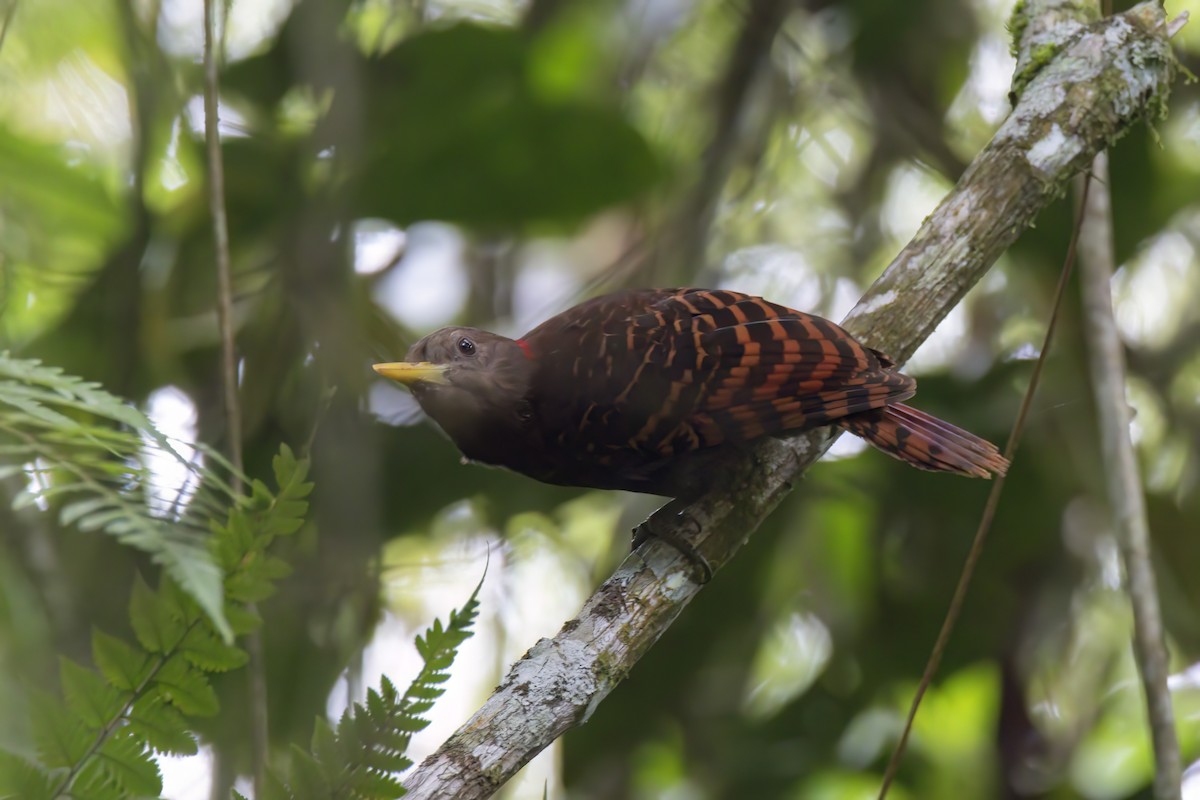 Bay Woodpecker - ML635592657