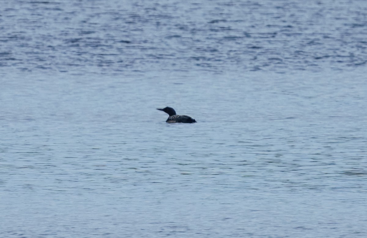 Common Loon - ML635592661