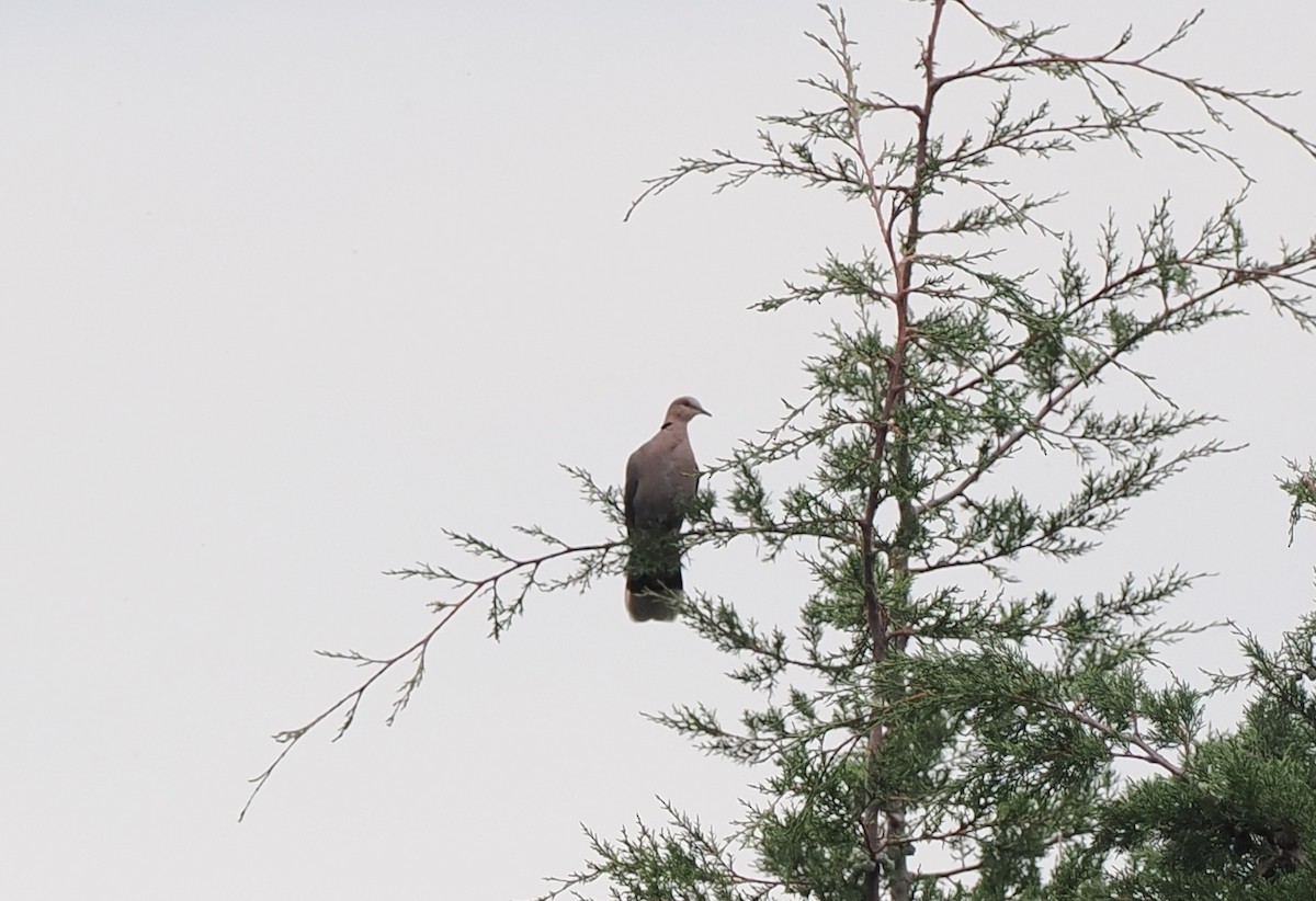 Red-eyed Dove - ML635592694