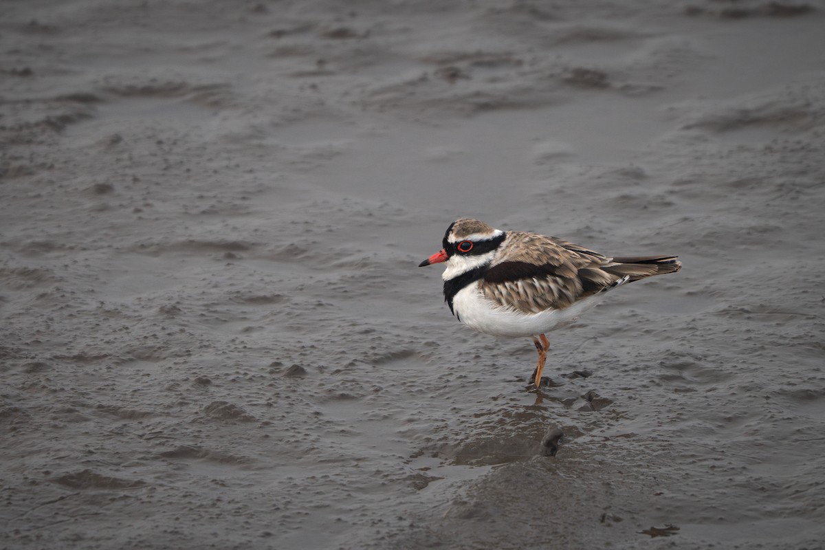 Black-fronted Dotterel - ML635592707