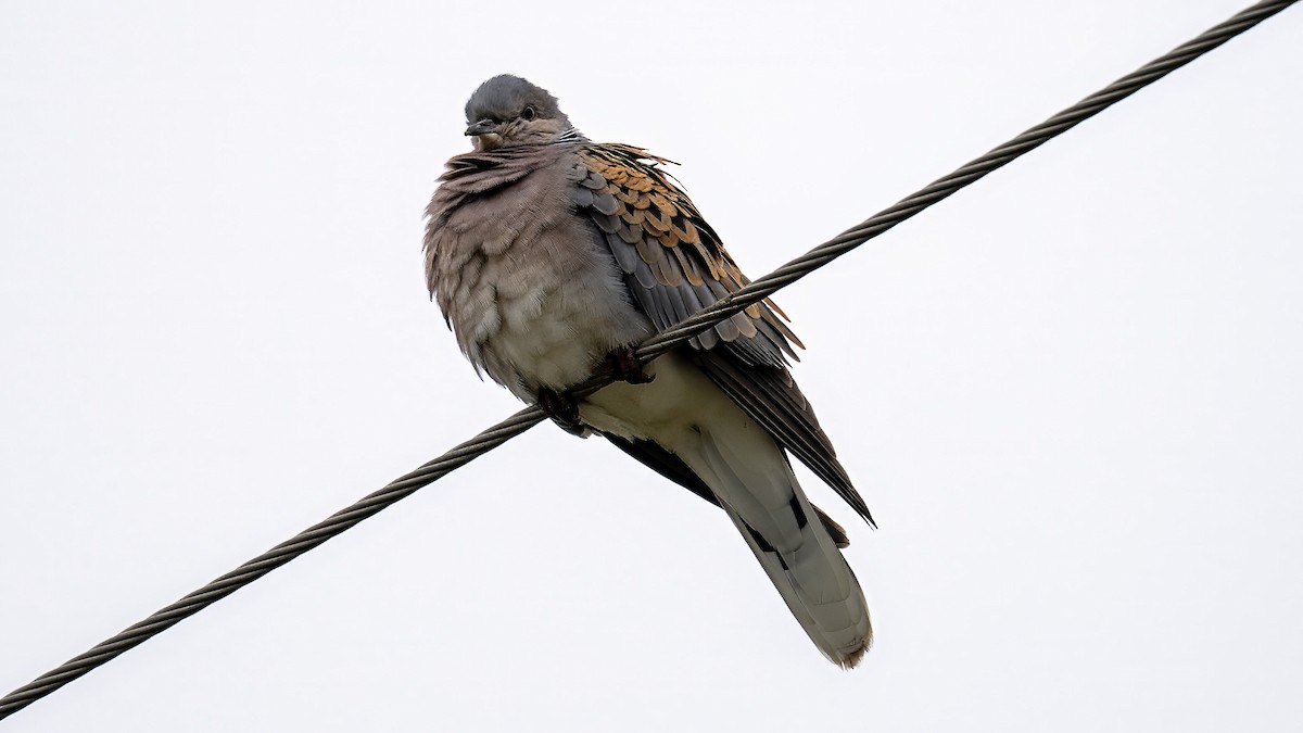 European Turtle-Dove - ML635592708