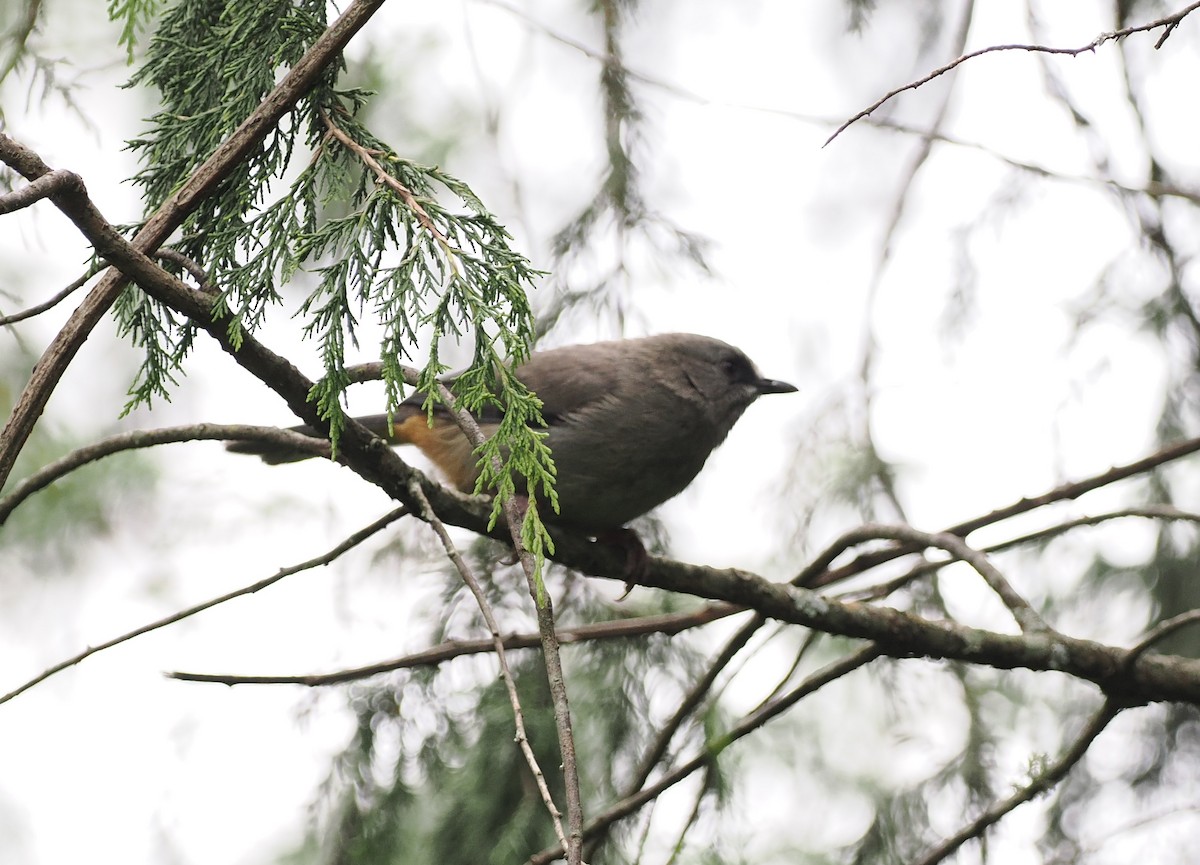 Abyssinian Catbird - ML635592726
