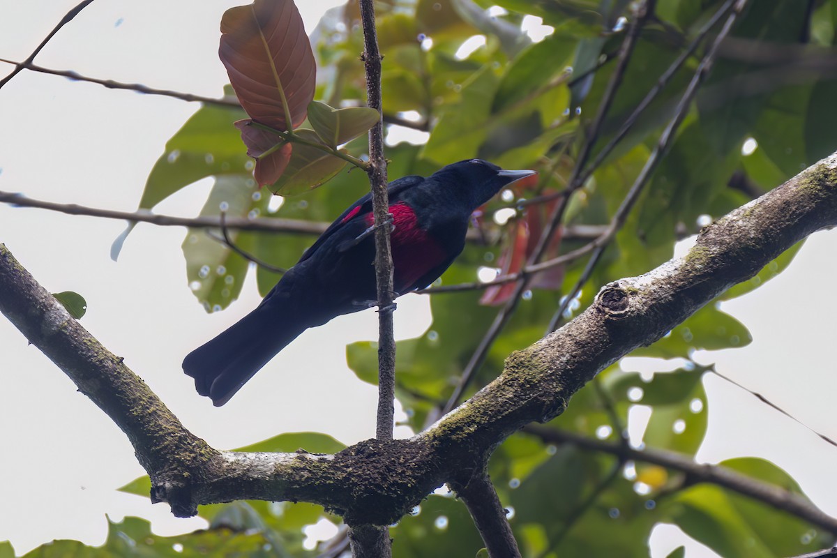 Black-and-crimson Oriole - ML635592860