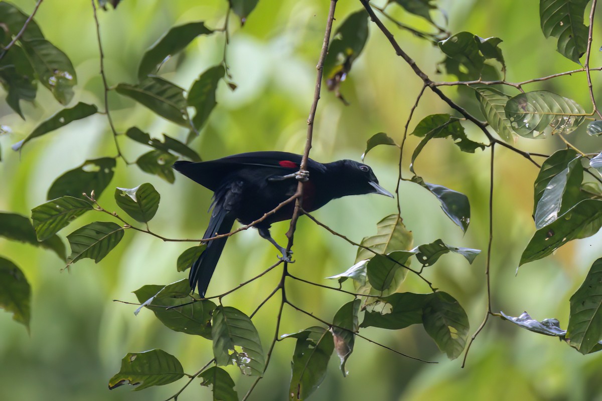 Black-and-crimson Oriole - ML635592861