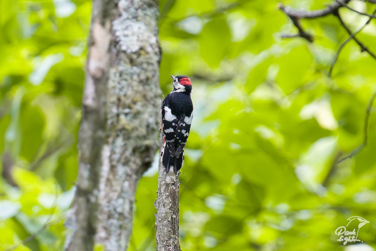 Necklaced Woodpecker - ML635592870