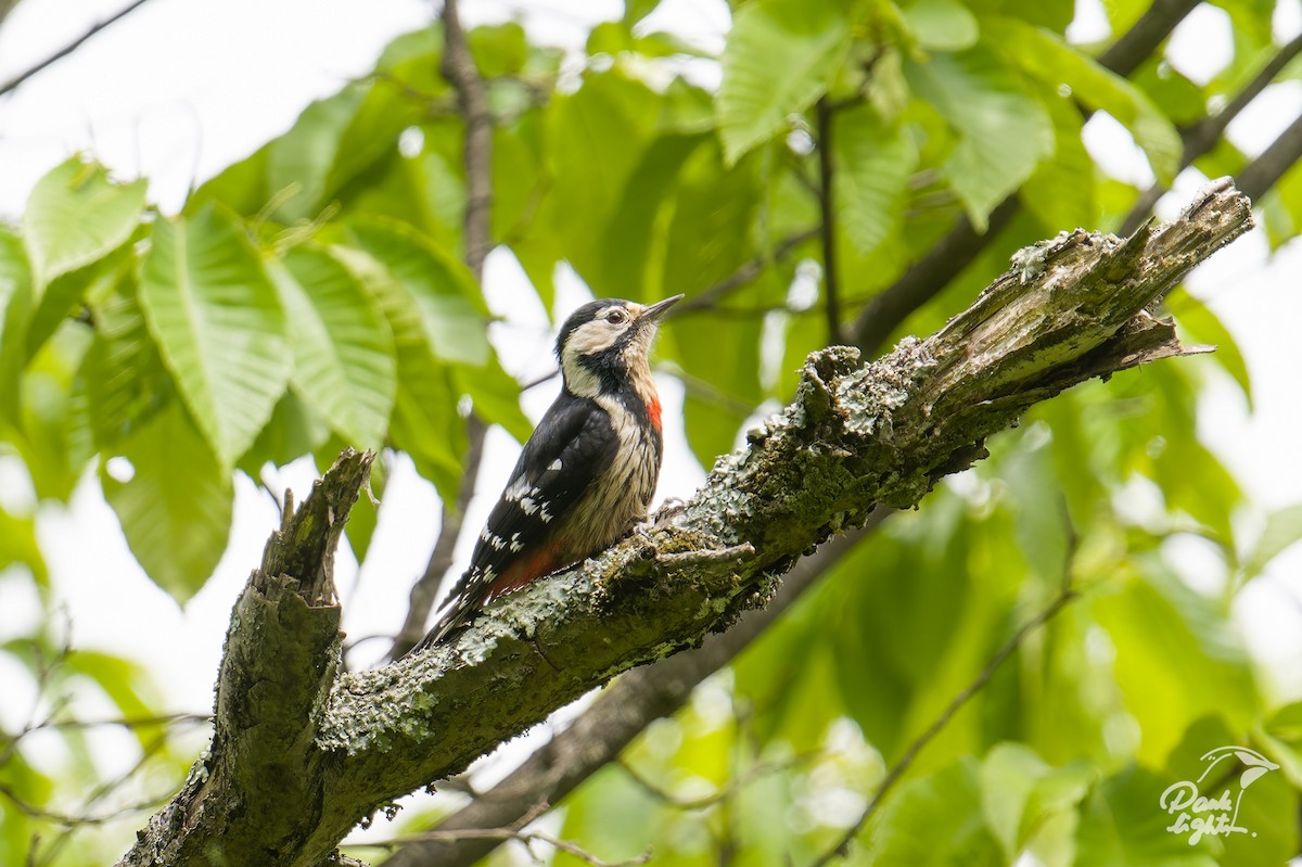 Necklaced Woodpecker - ML635592871