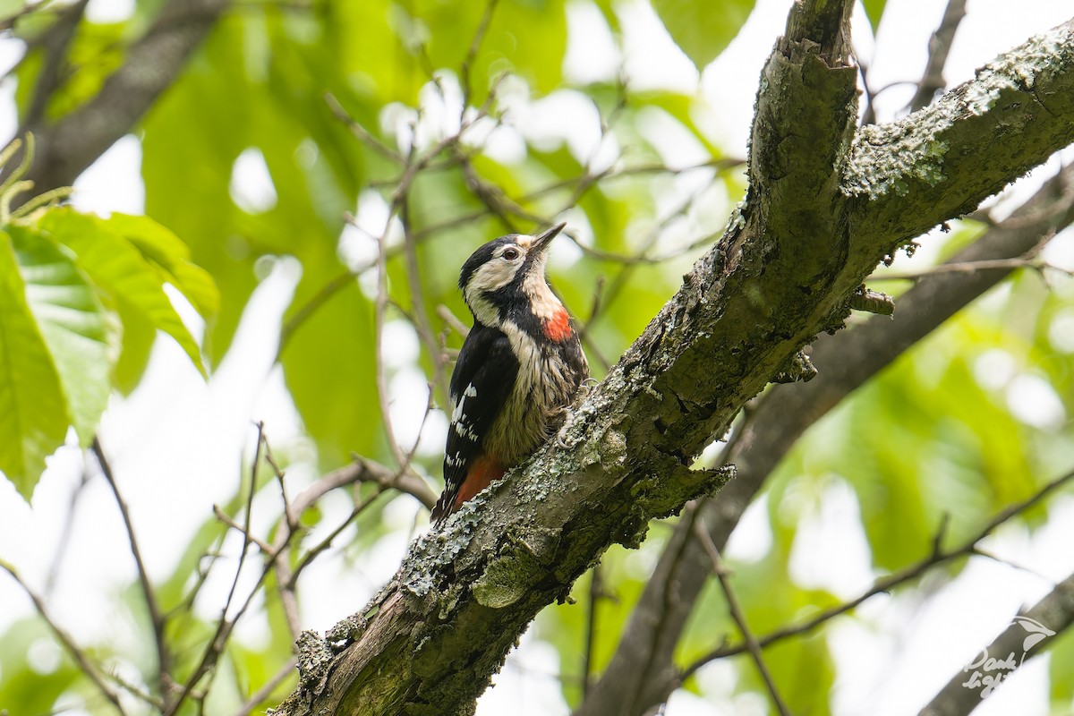 Necklaced Woodpecker - ML635592872