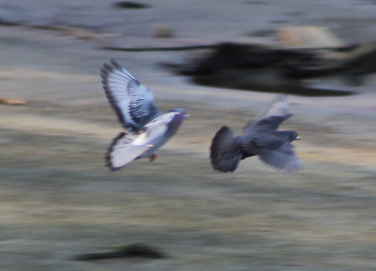 Rock Pigeon (Feral Pigeon) - ML635592940