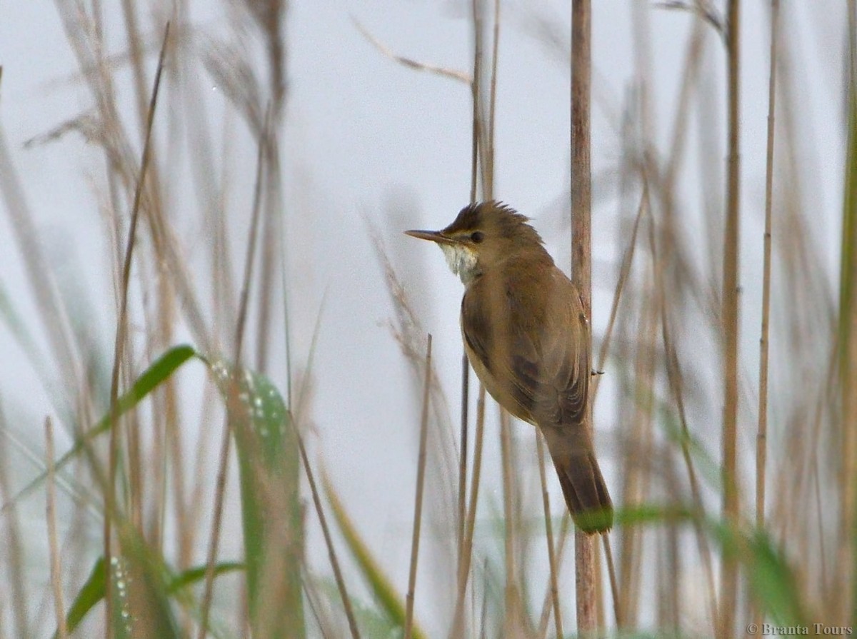 Paddyfield Warbler - ML635592958
