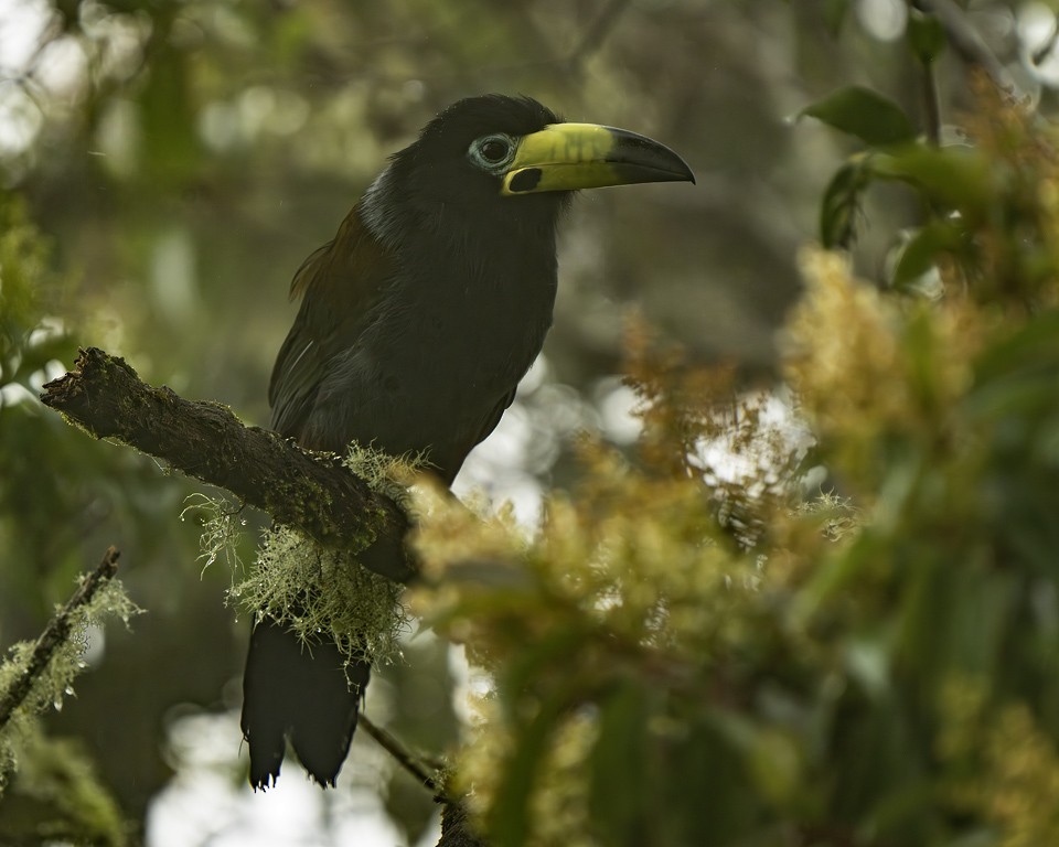 Hooded Mountain-Toucan - ML635592970