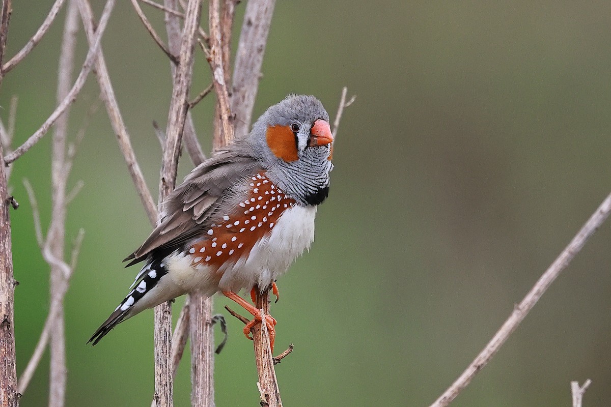 Zebra Finch - ML635593094