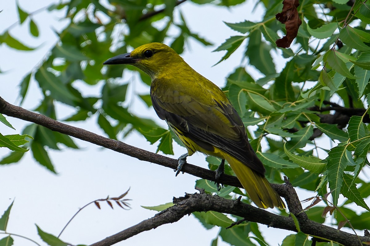 Indian Golden Oriole - ML635593112