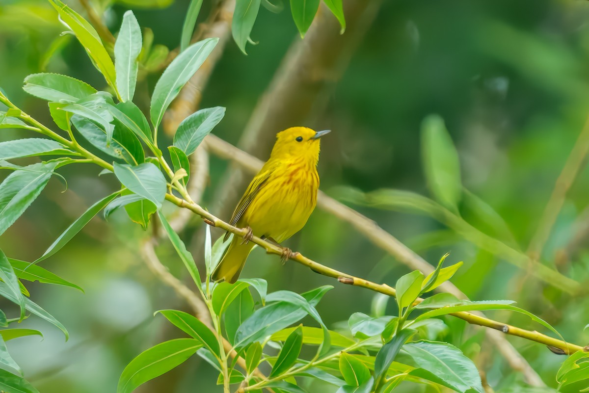 Yellow Warbler - ML635593123