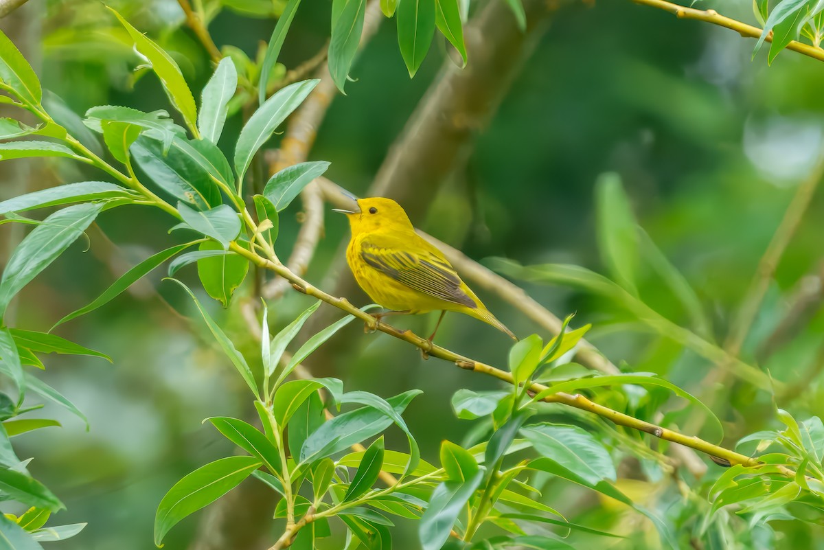 Yellow Warbler - ML635593124
