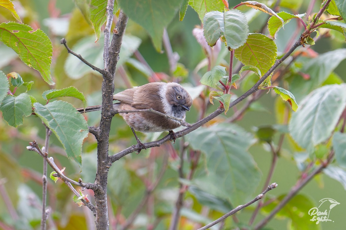 Sooty Tit - ML635593144