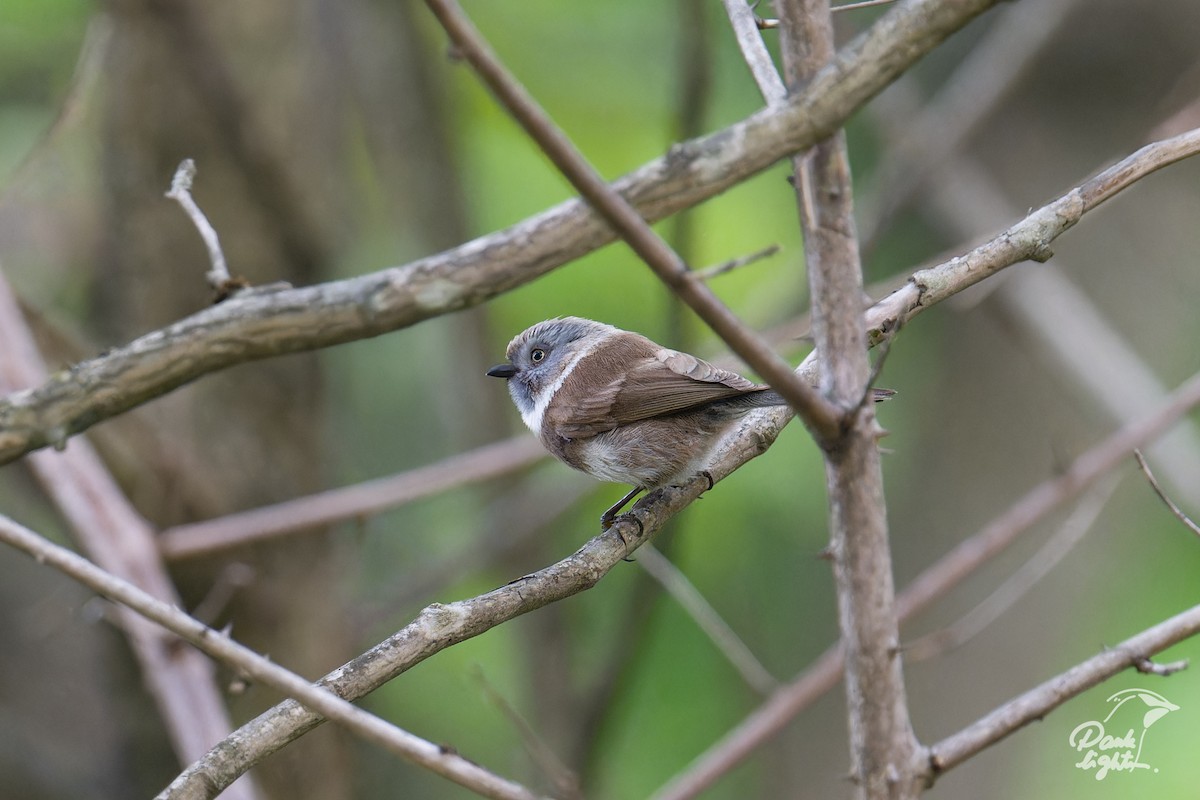 Sooty Tit - ML635593145