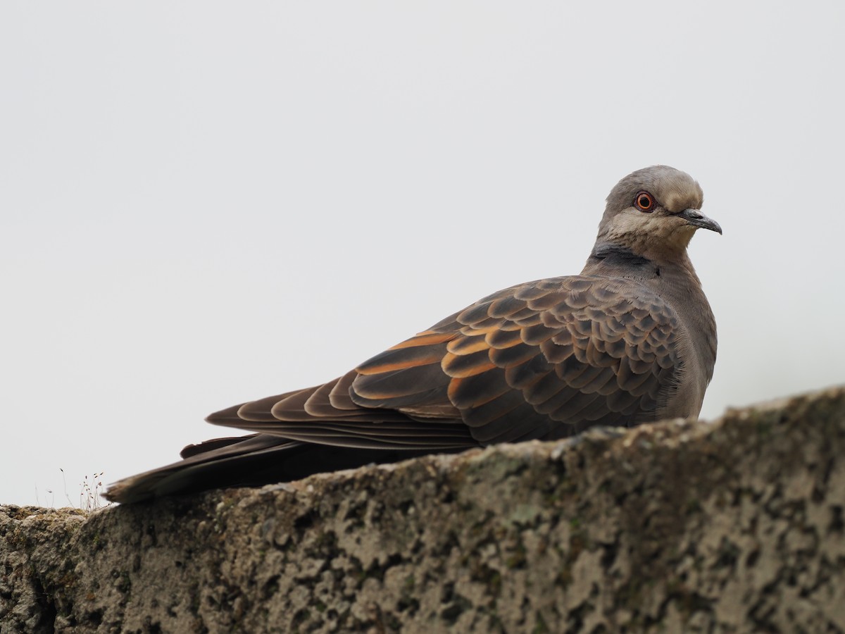 Dusky Turtle-Dove - ML635593193