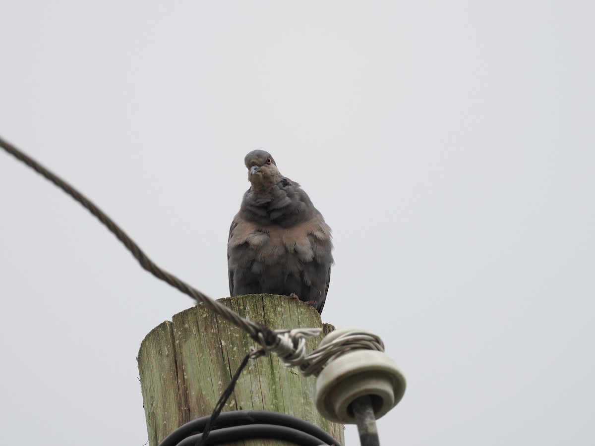 Dusky Turtle-Dove - ML635593194